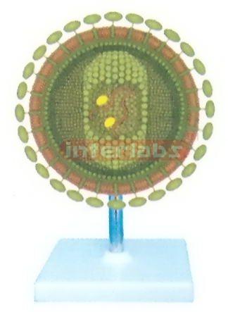 VERTICAL CORONA VIRUS MODEL